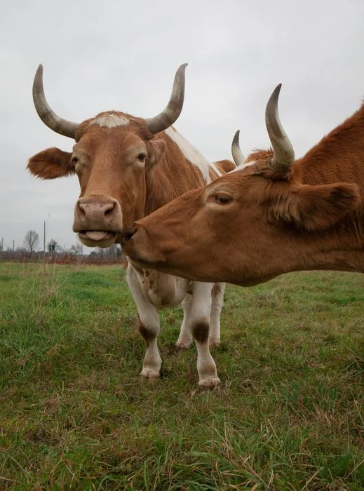 Hai con bò đang âu yếm nhau trên đồng cỏ