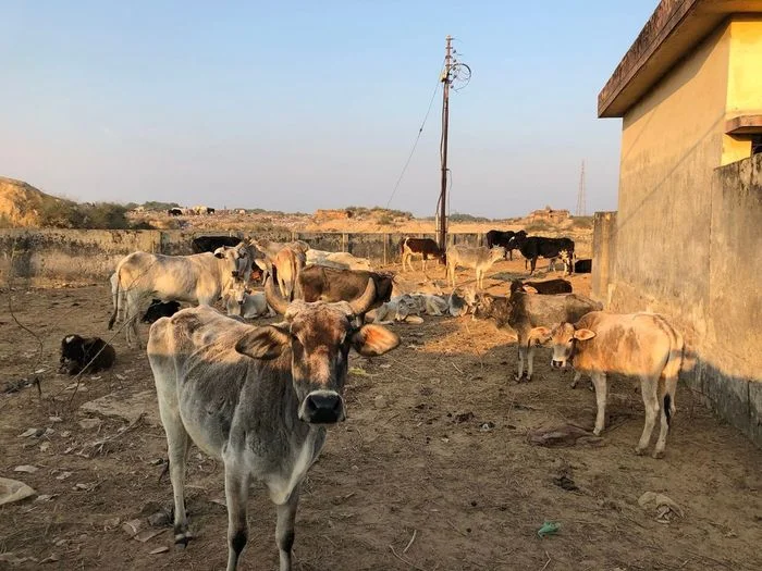 Đàn bò đang đứng trong trang trại vào buổi chiều