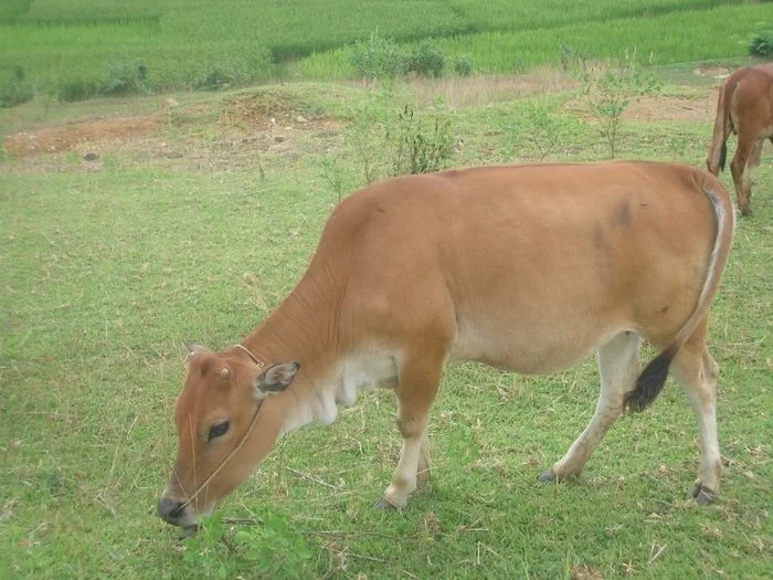 Con bò vàng đang gặm cỏ trên đồng ruộng