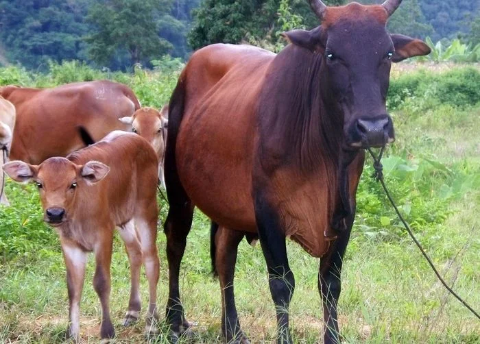 Mẹ con nhà bò đang đứng trên đồng cỏ