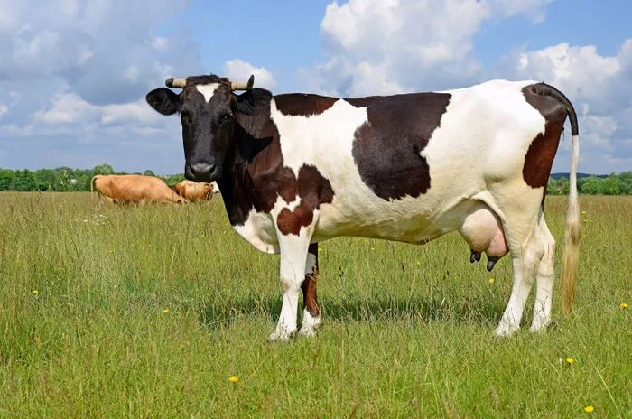 hình ảnh con bò sữa đang đứng trên cánh đồng cỏ xanh
