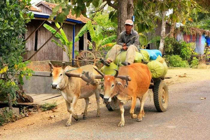 Người nông dân lái xe bò chở hàng trên đường làng