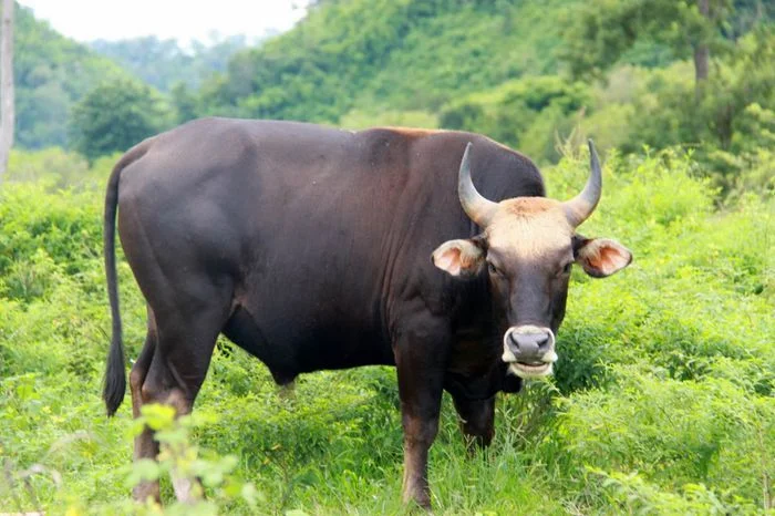 Con bò tót khỏe mạnh đứng giữa đồng cỏ xanh