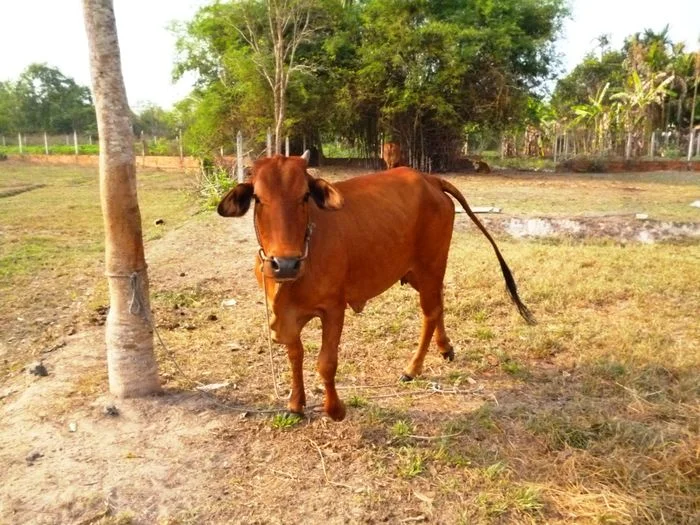 Con bò nâu đứng một mình trên bãi đất trống