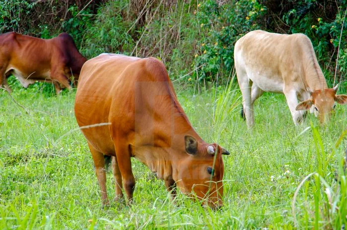 Những con bò đang gặm cỏ trên cánh đồng xanh