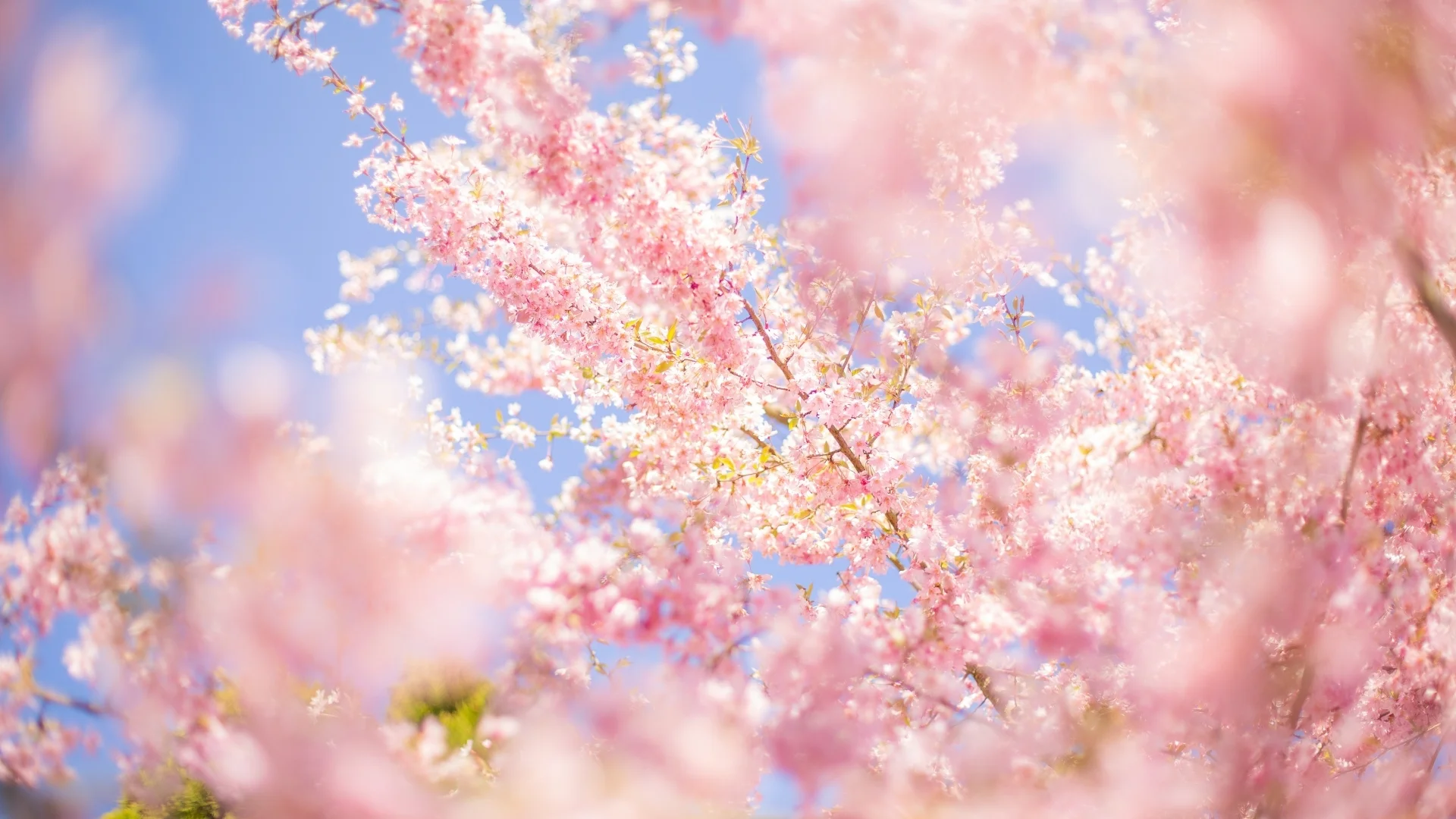 Ảnh nền hồng hoa anh đào