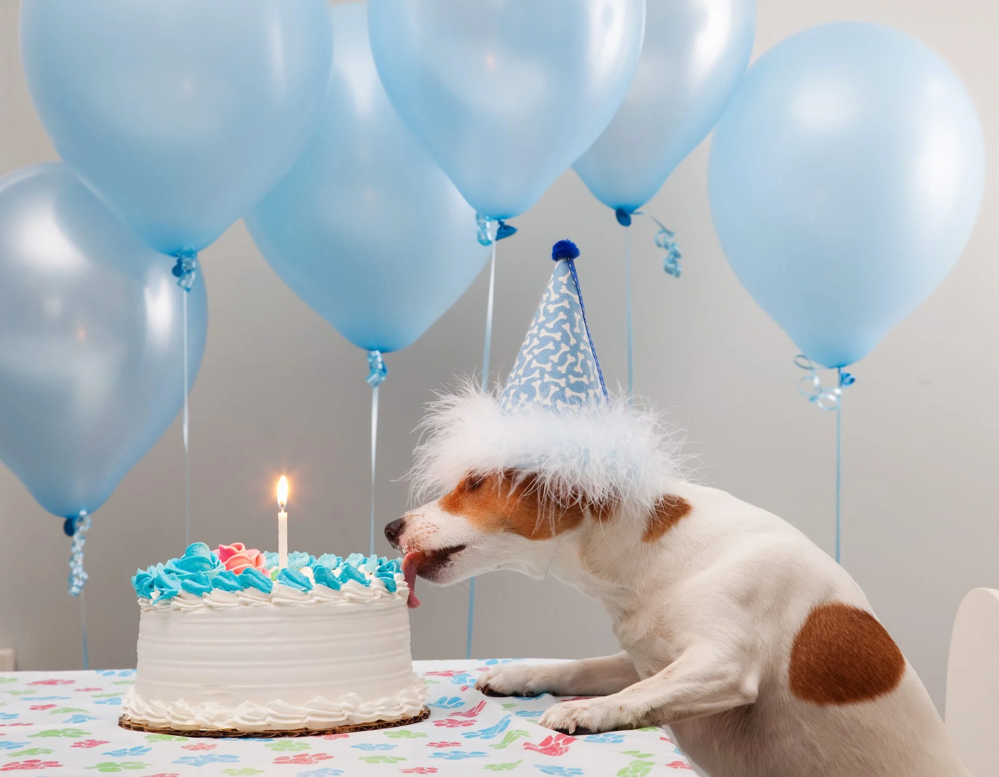 Meme happy birthday hài hước với chú chó đội mũ sinh nhật đang liếm bánh kem giữa những chùm bóng bay xanh