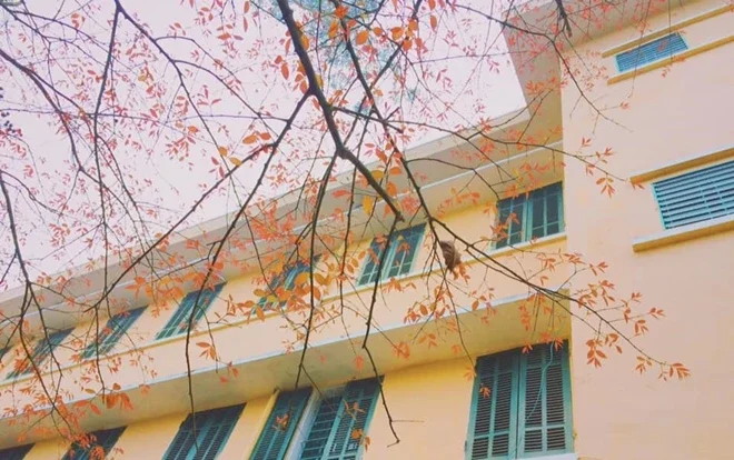 Góc nhìn từ dưới lên tòa nhà trường học qua tán cây mùa thu