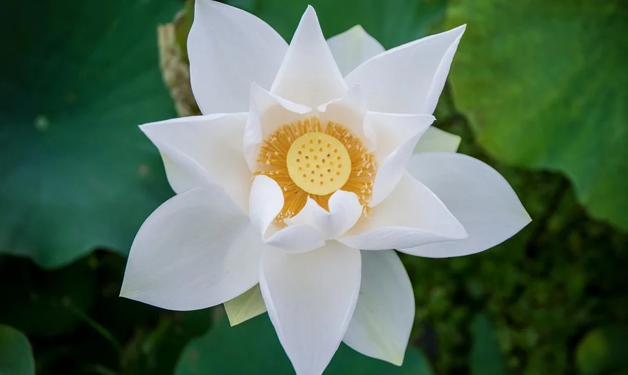 anh-hoa-sen-dep (9)