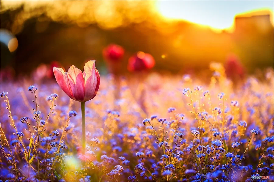 anh-hoa-tulip-dep (6)