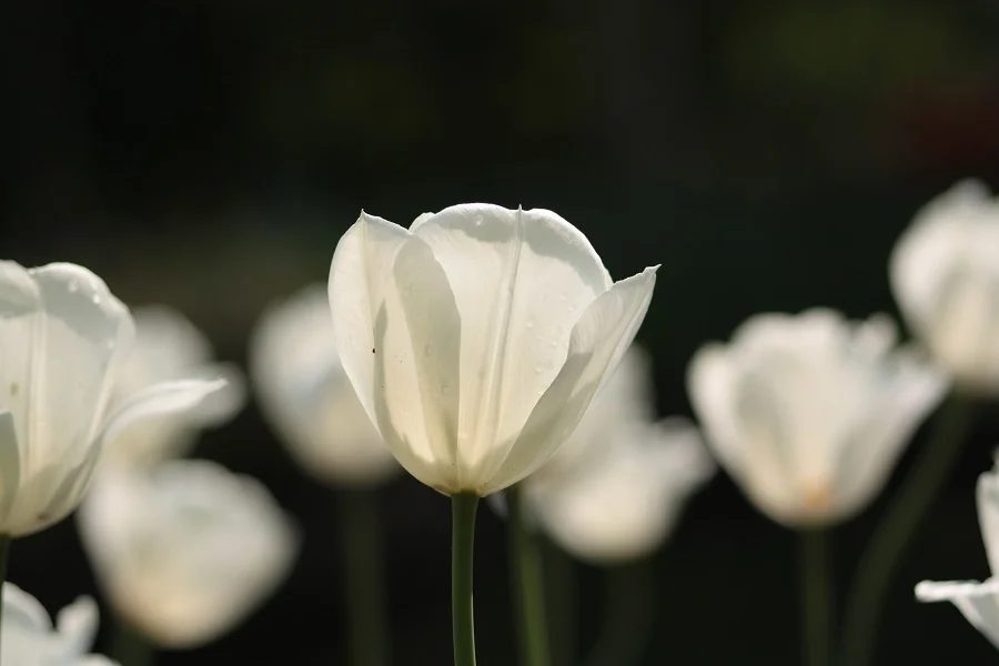 hình ảnh hoa đẹp nhất - những bông hoa tulip trắng thanh khiết
