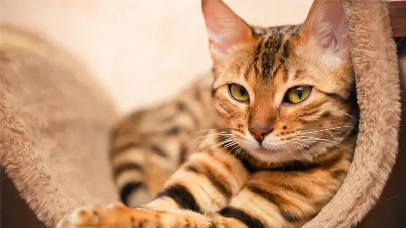 Hình ảnh mèo bengal chất lượng Full HD - hình 9