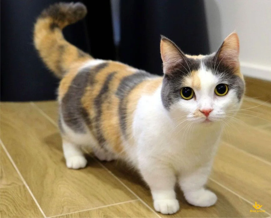 Mèo Chân Ngắn Munchkin