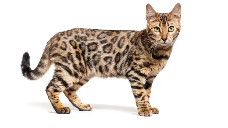 Hình ảnh mèo bengal chất lượng Full HD - hình 5