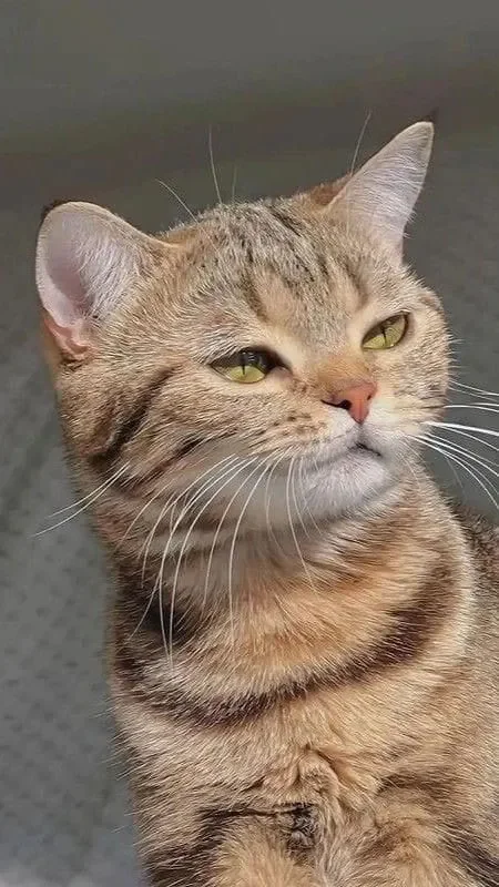 Hình mèo ngầu cute nhất - hình 3