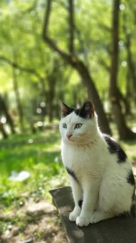 Hình mèo ngầu cute nhất - hình 10