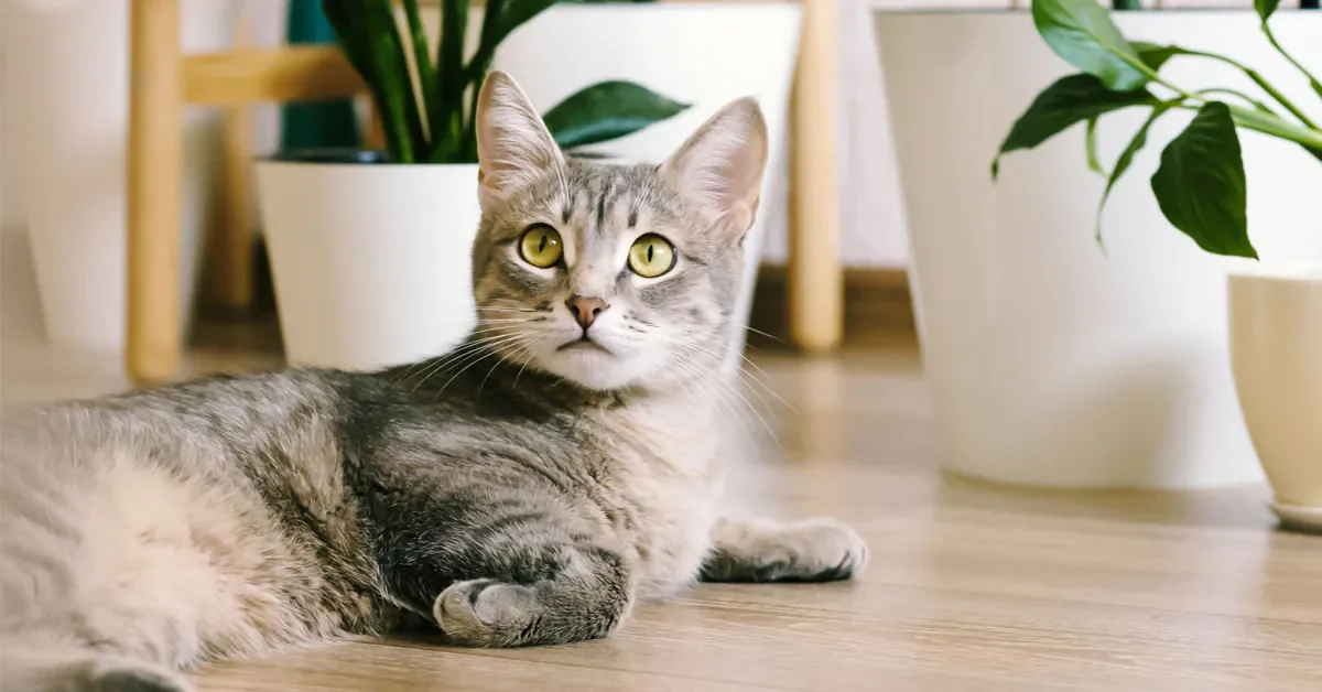 Mèo lông xám nằm trên sàn nhà gần các chậu cây