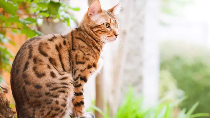 Hình ảnh mèo bengal chất lượng Full HD - hình 2