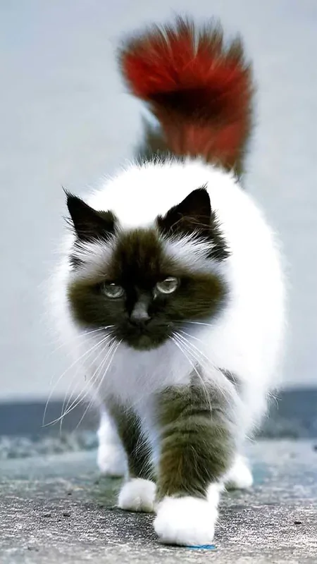 Hình mèo ngầu cute nhất - hình 7