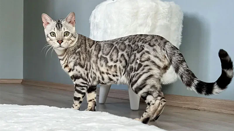 Hình ảnh mèo bengal chất lượng Full HD - hình 4
