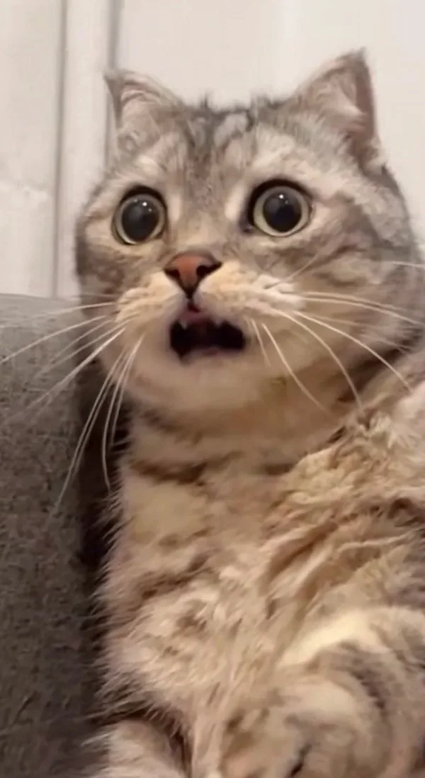 97+ Meme Ngạc Nhiên Lầy Lội Khiến Dân Tình Cười Nghiêng Ngả
