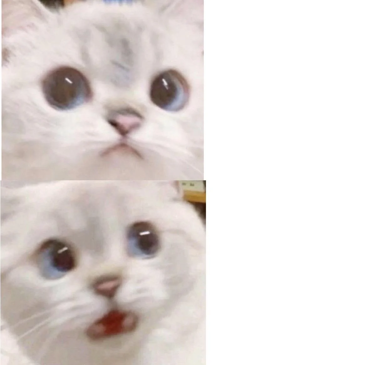 Mẫu mèo ngạc nhiên : r/MemeTemplatesOfficial