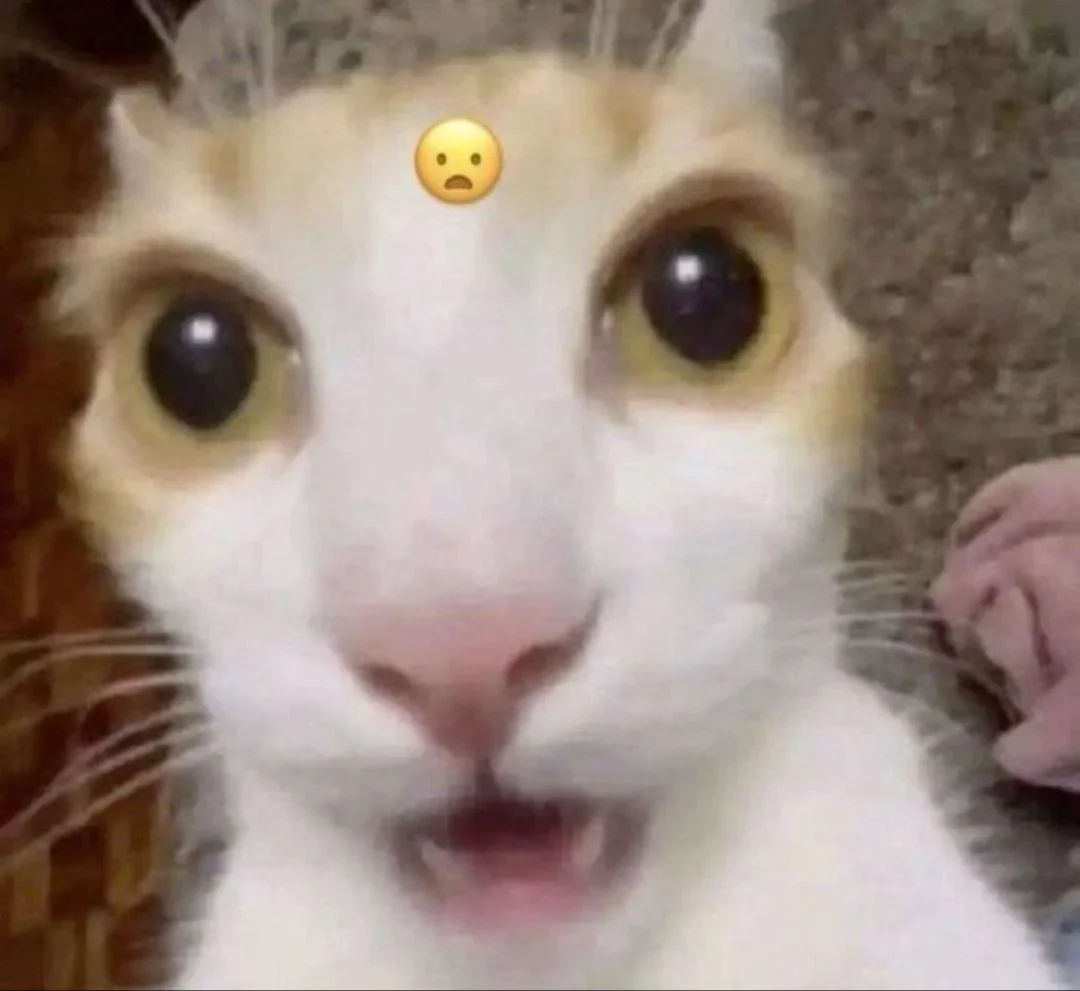 Tui tìm ra nguồn gốc của bức ảnh con mèo ngạc nhiên rồi! : r/cats