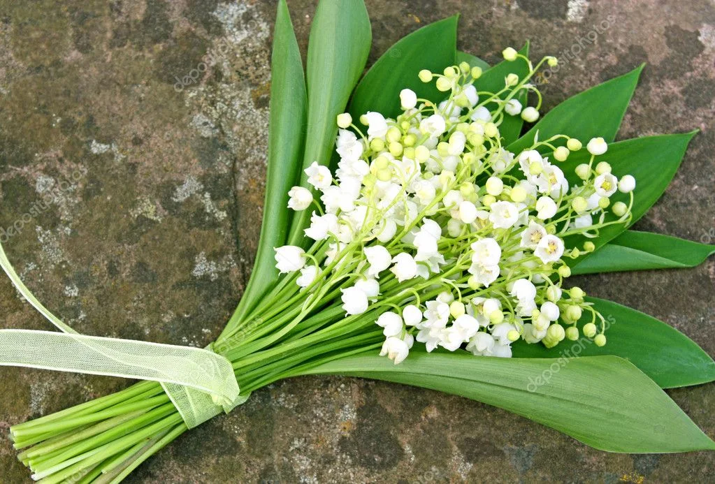 Bó hoa linh lan cột ruy băng