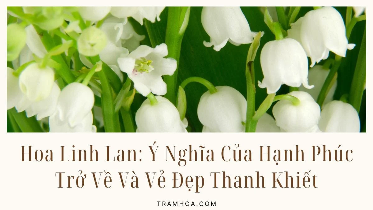 Hoa Linh Lan: Ý Nghĩa Của Hạnh Phúc Trở Về Và Vẻ Đẹp Thanh Khiết - Trạm Hoa