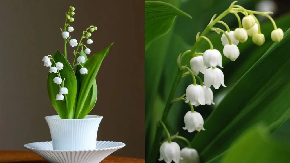Hoa linh lan sống được bao lâu?