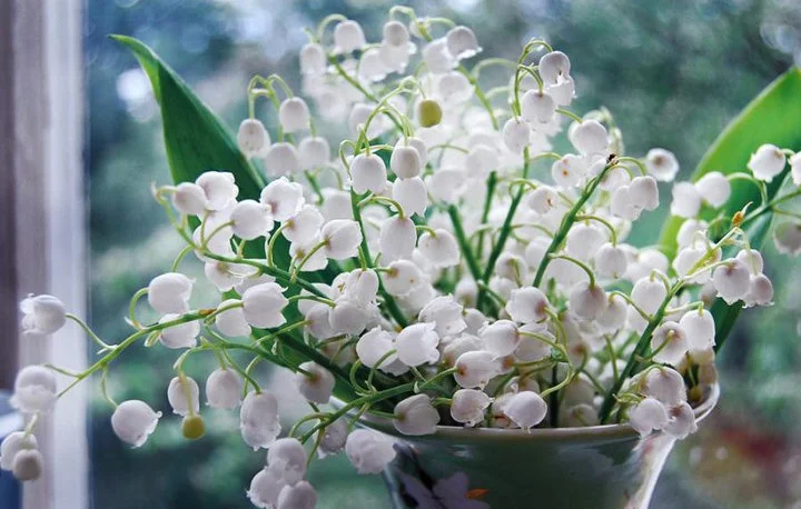 Bình hoa linh lan trắng tươi thắm