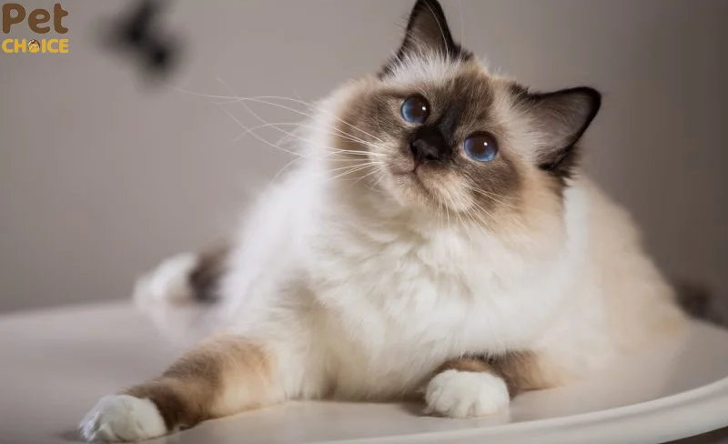 hình ảnh mèo cute dễ thương